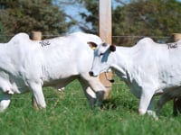 Lote 162