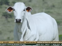 Lote 19