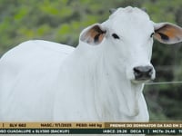 Lote 24