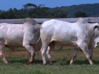 Lote 48 E 49