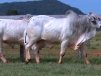 Lote 53 E 54