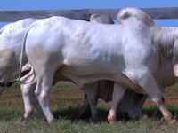 Lote 68 E 69