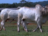 Lote 70 E 71