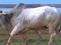 Lote 72