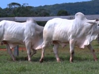 Lote 73 E 74