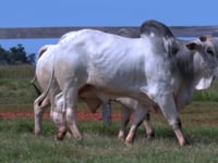 Lote 75 E 76