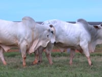 Lote 83 E 84