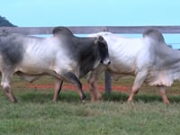 Lote 85 E 86