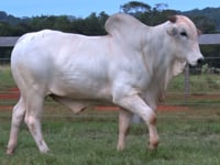 Lote 117