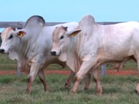 Lote 118 E 119