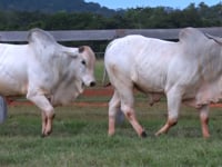 Lote 120 E 121