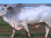 Lote 122