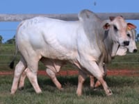 Lote 125 E 126