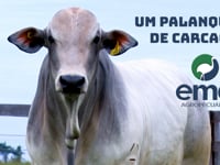 Lote Destaque<br>Firme