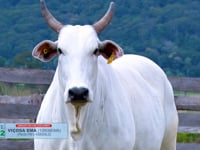 Lote Destaque<br>Viçosa