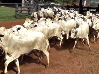 Lote 01G