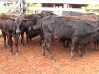 Lote 03