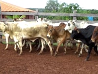 Lote 04