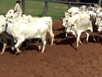 Lote 03G