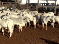 Lote 20