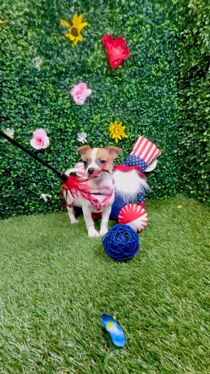Female Chihuahua puppy named Maya for sale at Puppy Dreams - Round Rock. video thumbnail