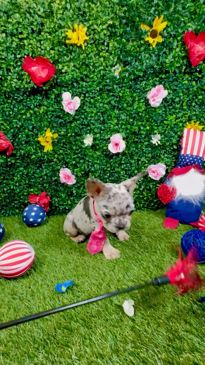 Female French Bulldog puppy named Hollie for sale at Puppy Dreams - Round Rock. video thumbnail