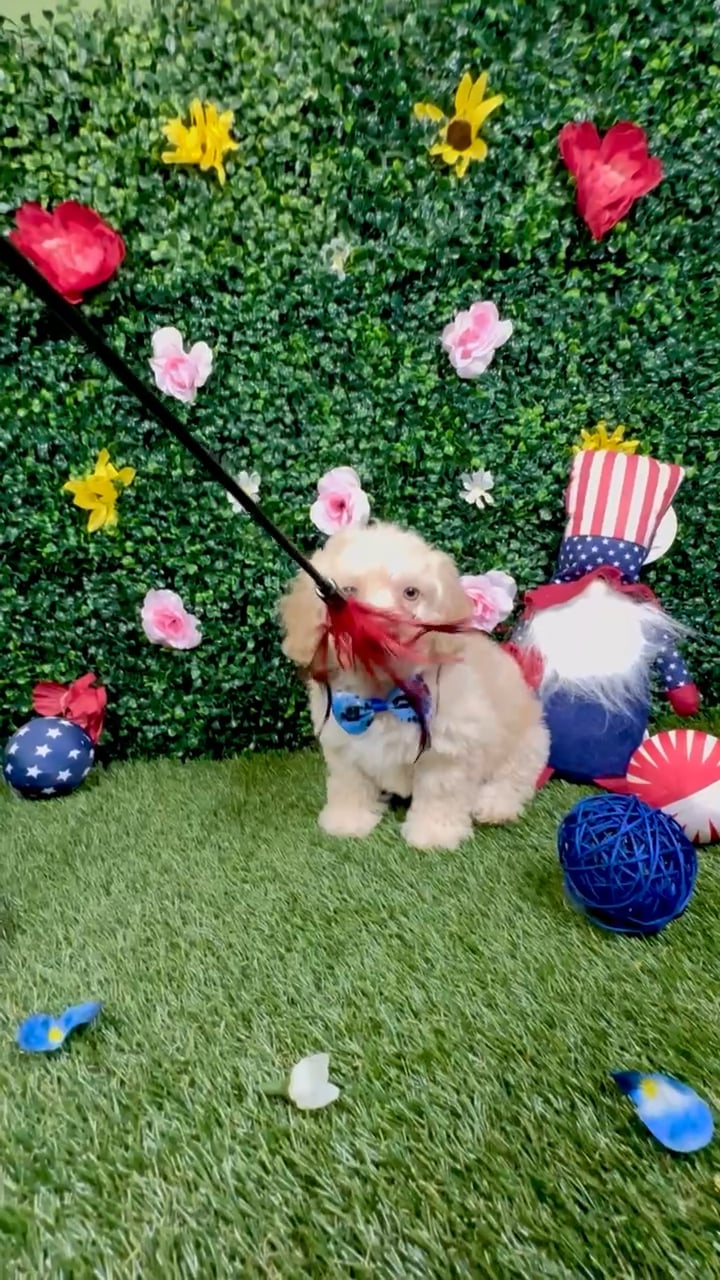 Male Poodle puppy named Bruce for sale at Puppy Dreams - Round Rock. video thumbnail