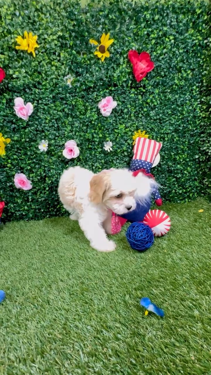 Female Cavachon puppy named Keila for sale at Puppy Dreams - Round Rock. video thumbnail
