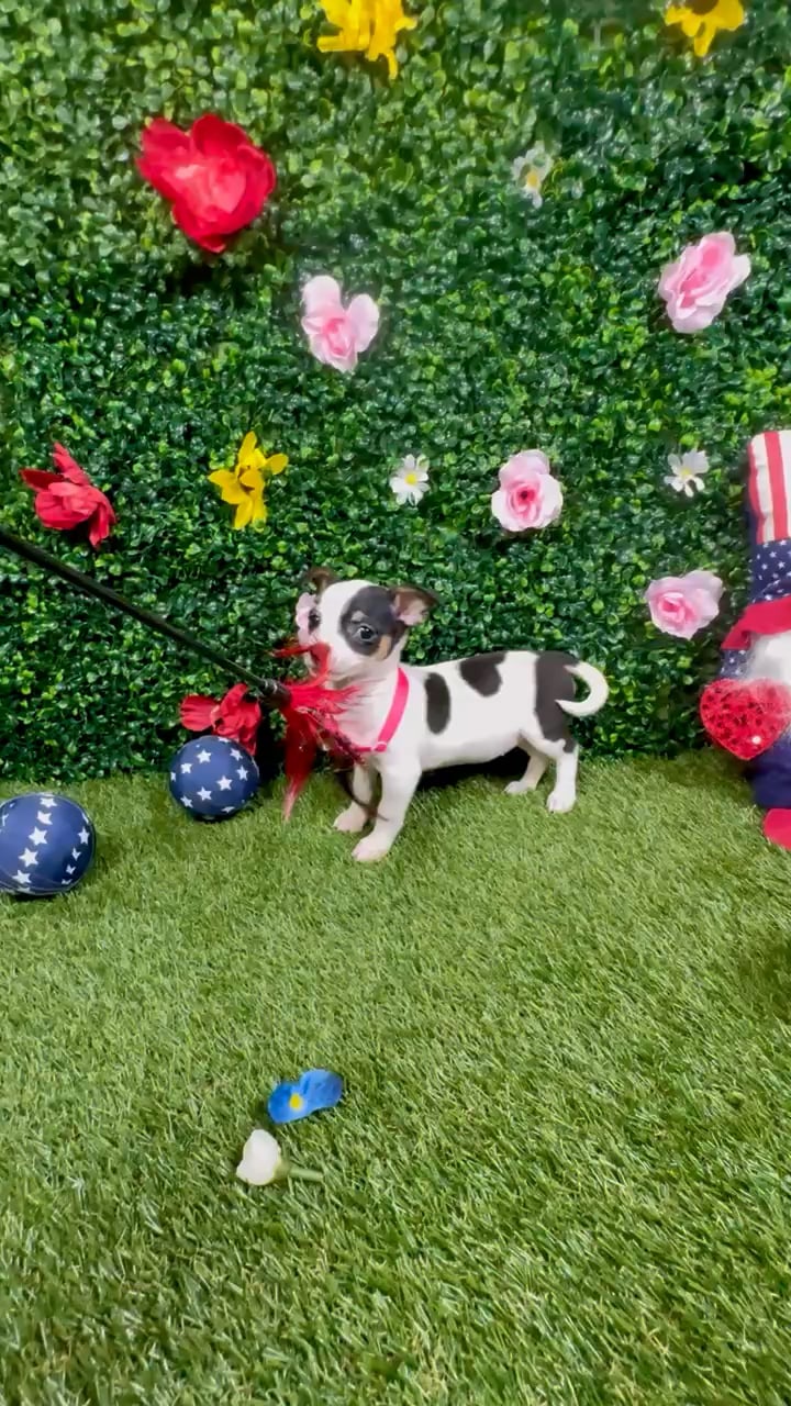 Female Chihuahua puppy named Gumdrop for sale at Puppy Dreams - Round Rock. video thumbnail