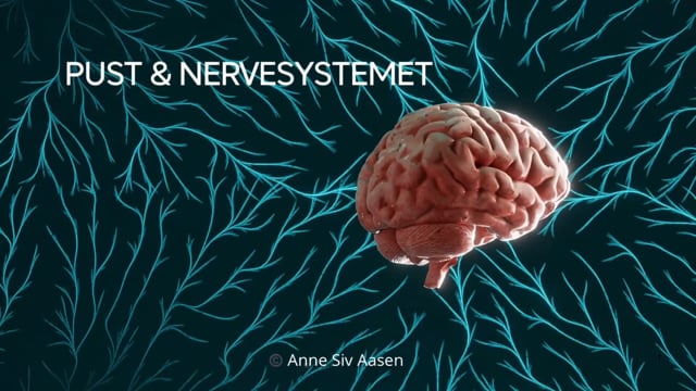 Pust og Nervesystemet og hvordan dette påvirker ryggen