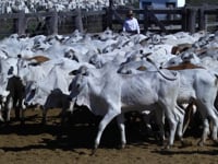 Lote 12P