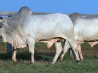 Lote 58 E 59