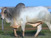Lote 57