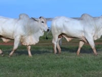 Lote 60 E 61