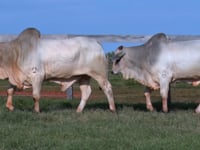 Lote 98 E 99