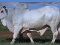 Lote 102