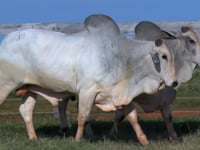Lote 100 E 101