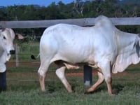 Lote 103 E 104