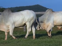 Lote 108 E 109