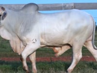 Lote 107