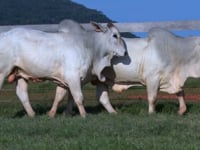 Lote 105 E 106