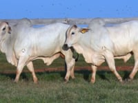 Lote 110 E 111