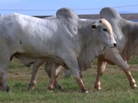 Lote 135 E 136