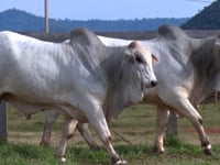 Lote 133 E 134