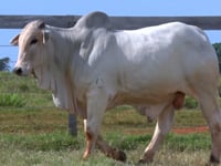 Lote 137