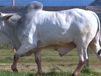 Lote 142
