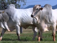 Lote 143 E 144