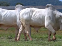 Lote 140 E 141