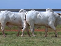 Lote 138 E 139