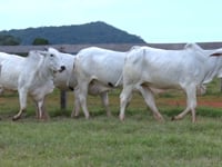 Lote 154